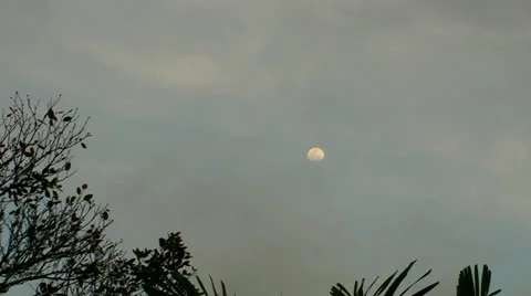Flock of birds cross in front of full moon - daylight moon Stock Footage 10867713