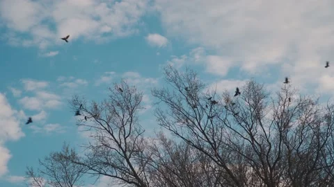 Flock birds crows blue sky spring taking off from a tree. a flock of crows black Video stock 239230937