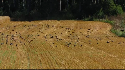 Flock of Birds Crows flying away and come back to the field Stock Footage 8656921