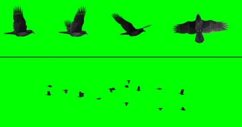 Flock of Birds - Crows Stock Footage 85899984