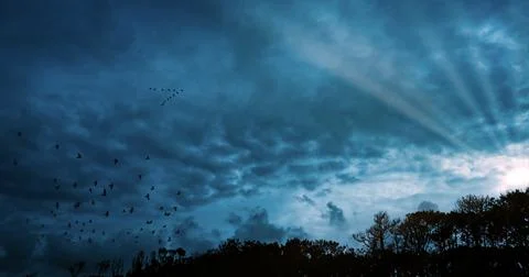 Flock of birds at dawn Stock Photos