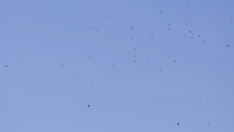 Flock of Birds in Erratic Flight Pattern Stock Footage 308448970