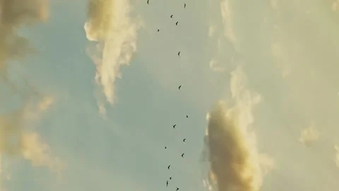 Flock of birds in the evening rays of the sun at a golden sunset Stock Footage 246957712