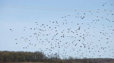 Flock of birds in the field Stock Footage 65145350