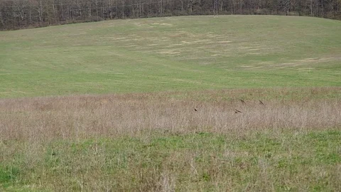 Flock of birds in the field Stock Footage 71323651