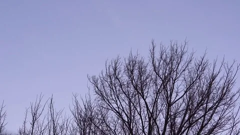 A flock of birds flew from the tree Stock Footage 73613838