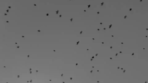 A flock of birds flies across the gray sky. Birds in flight, black and white sky Stock Footage 343874465