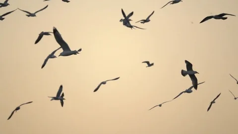 Flock of Birds Flies Across Sky at Sunset Stock Footage 80290765