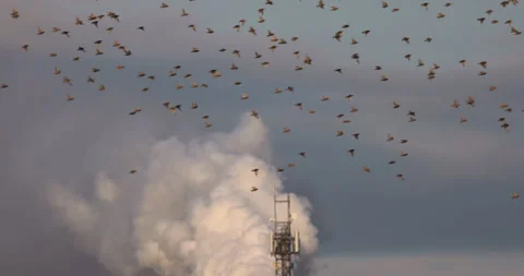 A flock of birds flies against the background of transmitters, 4K slow motion Stock Footage 240569817