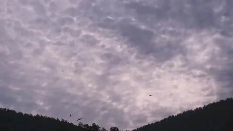 A flock of birds flies against a cloudy sky. Slow motion video. Vídeos de archivo 303359210