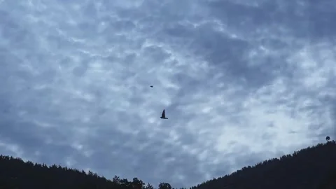 A flock of birds flies against a cloudy sky. Slow motion video. Stock-Footage 306017519