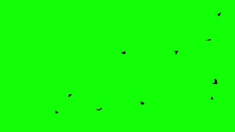 A flock of birds flies Stock Footage 75681735