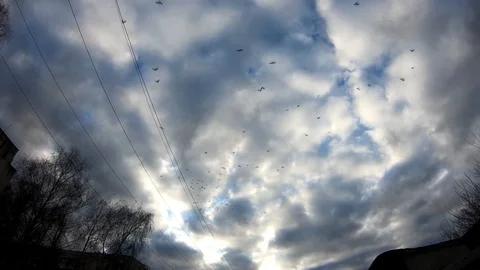 A flock of birds flies high in the clouds. It's a nasty day. Video stock 126791900