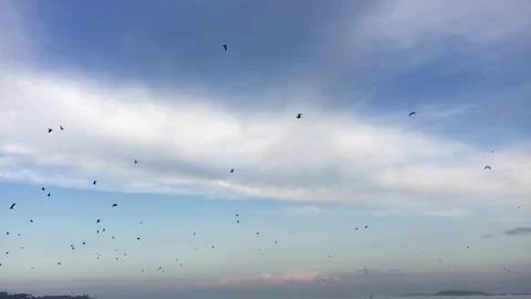 Flock of birds flies through the sky Stock Footage 313751551