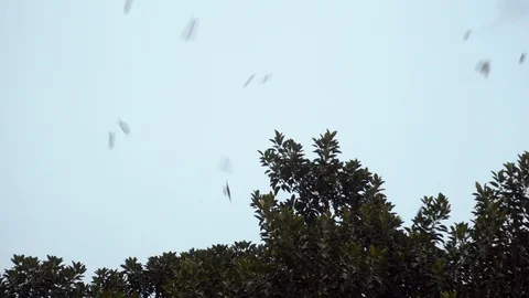 A flock of birds flies on a tree. Grey sky. Bottom view Video stock 120283697
