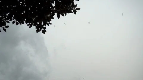 A flock of birds flies on a tree. Grey sky. Bottom view Video stock 120283718