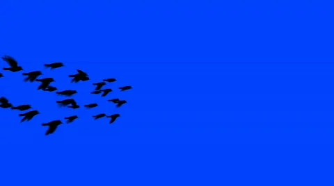 Flock of birds in flight with alpha matte (HD) Stock Footage 544396