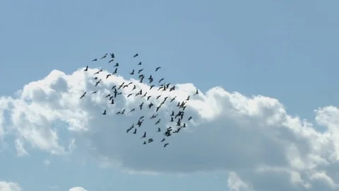 A flock of birds in flight. Stockbeeldmateriaal 79230227