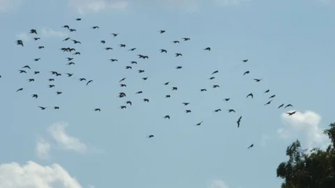 A flock of birds in flight. Stockbeeldmateriaal 79230342