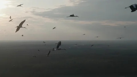 Flock of birds in flight over the forest. Aerial view. White stork. Drone shot Stock Footage 113126523