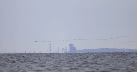 A flock of birds in flight over the sea, 4K slomo Stock Footage 258164573