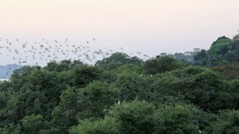 Flock of Birds in Flight over Tree Canopy Stock Footage 90492149