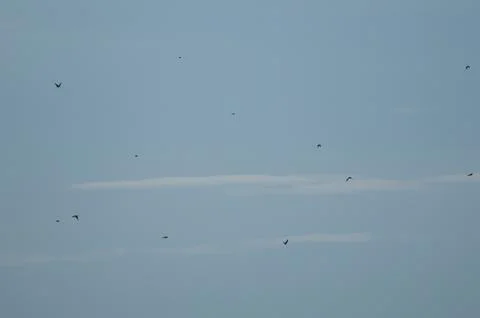Flock of birds in flight. Stock Photos