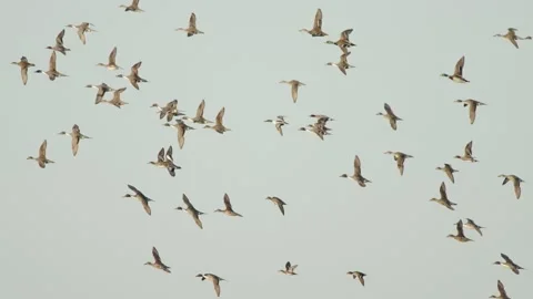 Flock of birds in flight in slow motion, ducks flying in sky Stock Footage 237201399