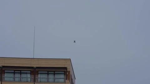 Flock of birds floating on air currents of wind. Big seagull soaring over the 스톡 동영상 330051561