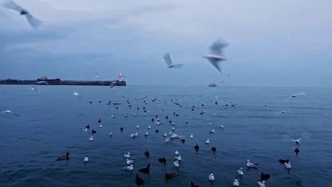 A flock of birds floating and flying on the sea coast Stock Footage 84806374