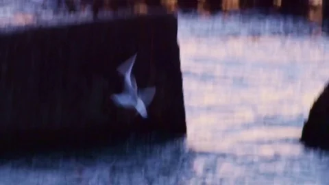 A flock of birds floating and flying on the sea coast at sunrise Video stock 84806602