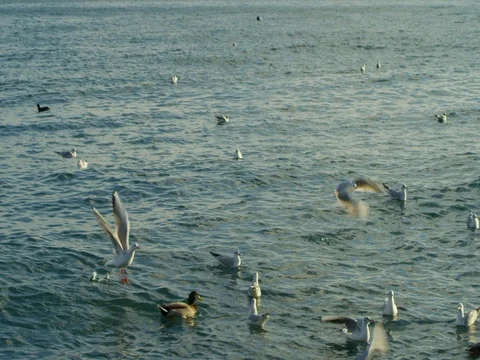 A flock of birds floating and flying on the sea coast Stock Footage 84807005