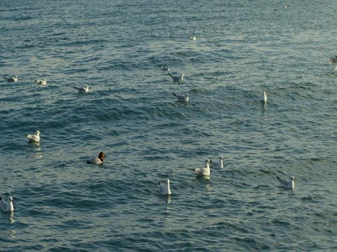A flock of birds floating and flying on the sea coast Stock Footage 84807050
