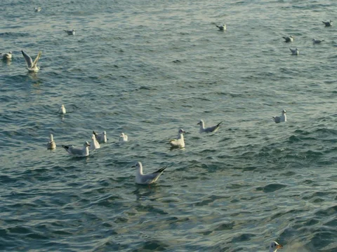 A flock of birds floating and flying on the sea coast Stock Footage 84807242