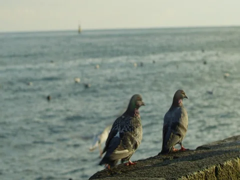 A flock of birds floating and flying on the sea coast Vídeo Stock 84807290