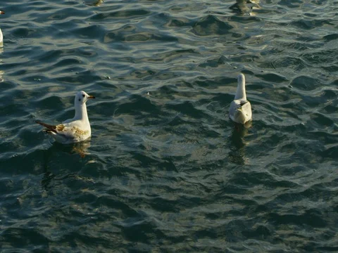 A flock of birds floating and flying on the sea coast Stock Footage 84807302