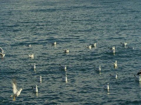 A flock of birds floating and flying on the sea coast Video stock 84807541