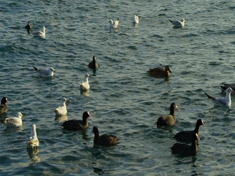 A flock of birds floating and flying on the sea coast Stock Footage 84807632