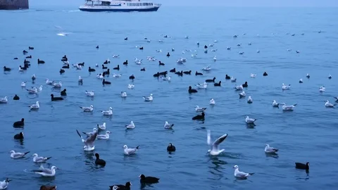 A flock of birds floating and flying on the sea coast Stock Footage 84812985