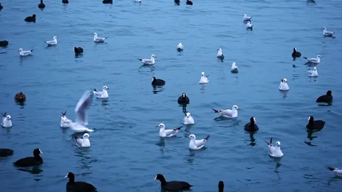 A flock of birds floating and flying on the sea coast Stock Footage 84813033