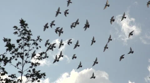 A flock of birds fly across camera - slow motion Stock Footage