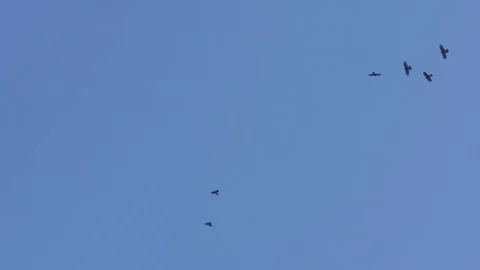 Flock of birds fly and spin over a leafless tree, under the blue sky Stock Footage 78219981