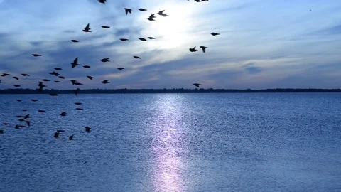 Flock of birds fly on background of river landscape at dawn Stock Footage 71141911