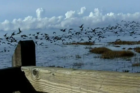 A Flock Of Birds Fly By Camera On Seashore Video stock 706226