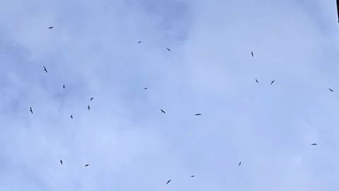 A flock of birds fly chaotically in a cloudy blue sky. Slow motion, a group of Stock Footage 234406917