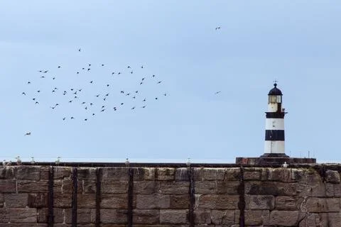 A flock of birds fly close to iconic striped Seaham lighthouse Stock Photos
