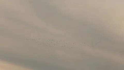 Flock of birds fly in the clouds. Stock Footage 125709378