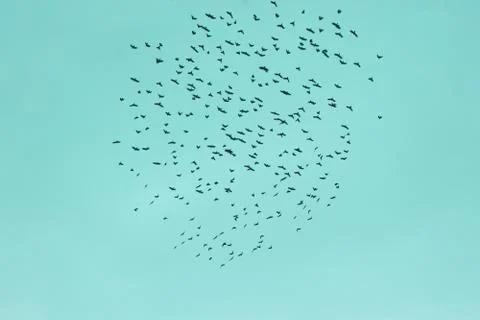 The flock of birds fly in the empty sky Stock Photos