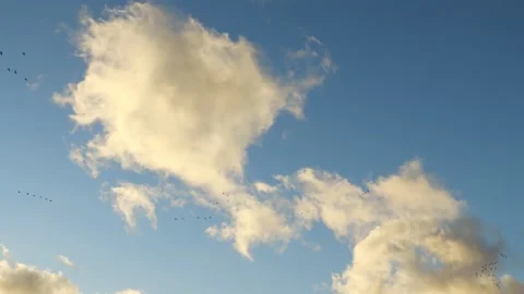 Flock birds fly high in the sky Stock Footage 236542123