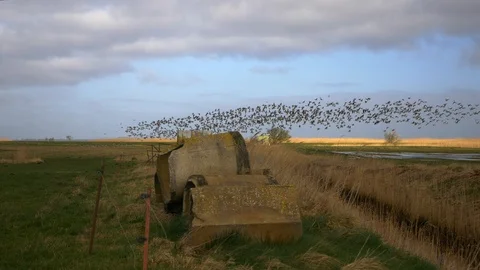 Flock of birds fly over field Stock Footage 126833489